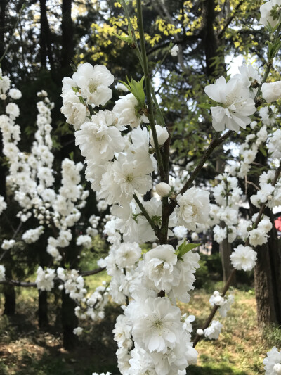 花花世界，一花一世界。