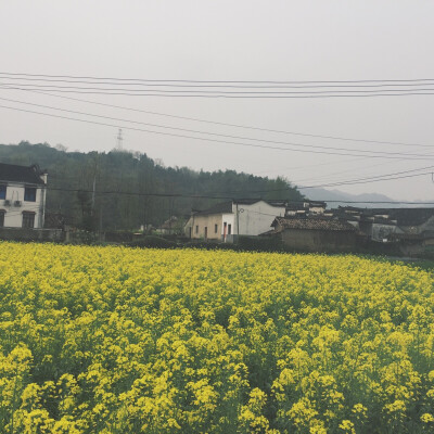 油菜花与白墙青瓦