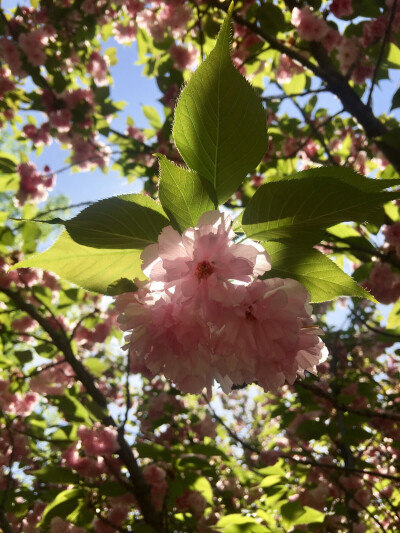 繁花