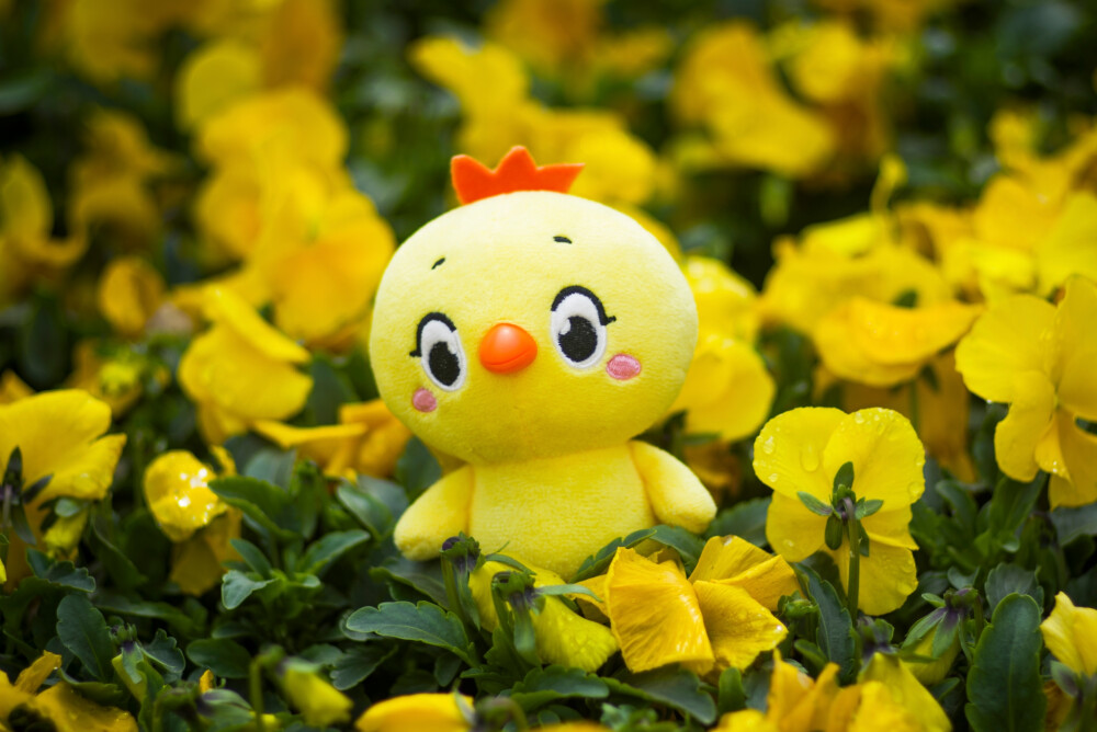 小黄鸡高登摄影作品（1）