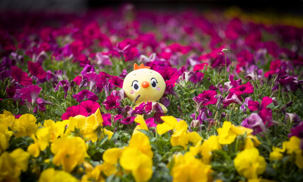 小黄鸡高登摄影作品（2）