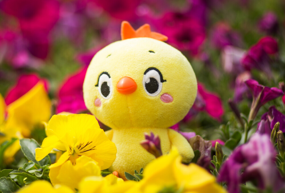 小黄鸡高登摄影作品（3）