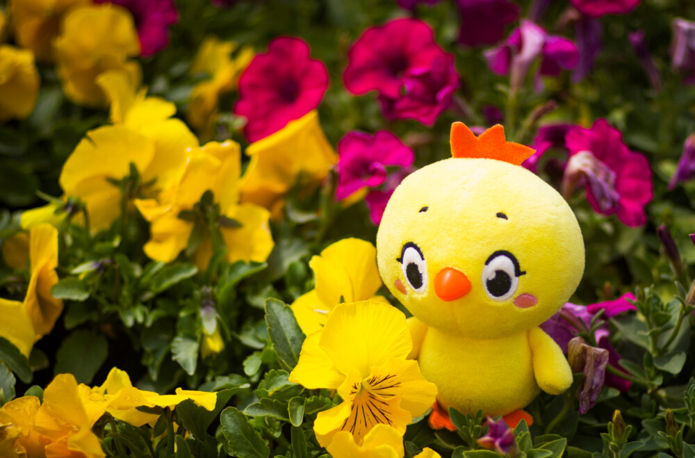 小黄鸡高登摄影作品（4）