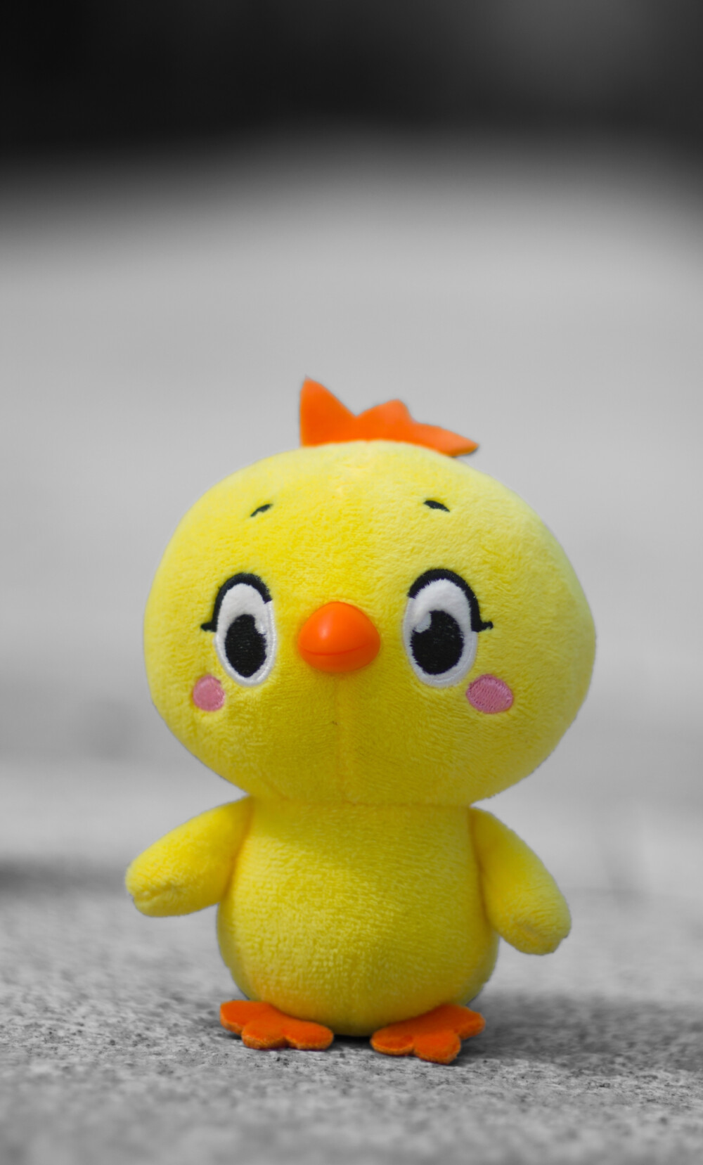 小黄鸡高登摄影作品（5）