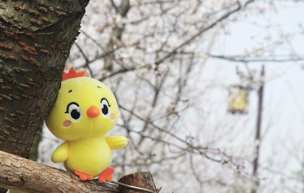 小黄鸡高登摄影作品（8）