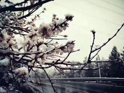 2017.03.24北京春天山里的桃花与雪