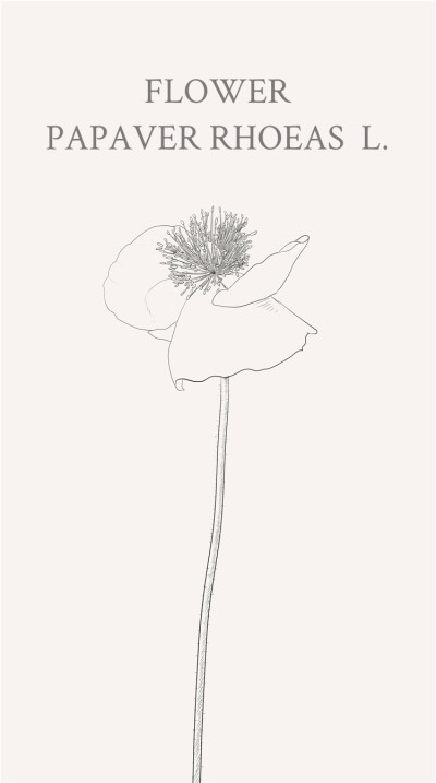 虞美人（学名：Papaver rhoeas L.）：一年生草本植物，全体被伸展的刚毛，稀无毛。花语： 白色的虞美人:象征着安慰、慰问.红色虞美人:代表着极大的奢侈、顺从.虞美人在古代寓意着生离死别、悲歌
