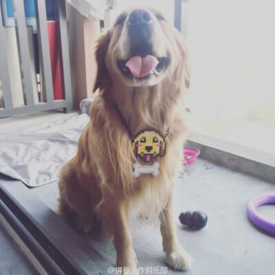 小舞家PBead拼豆狗狗系列