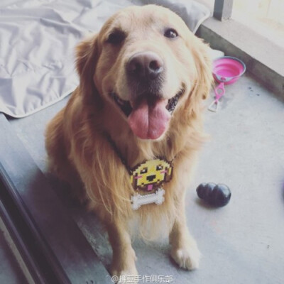 小舞家PBead拼豆狗狗系列