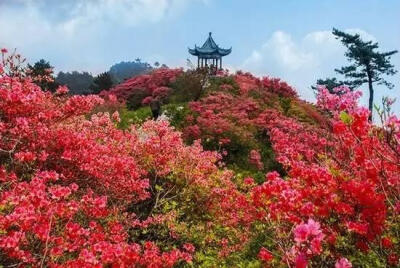 湖北大别山
龟峰山杜鹃花