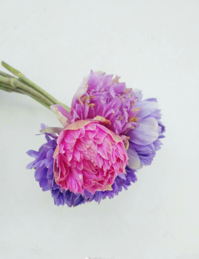 银莲花