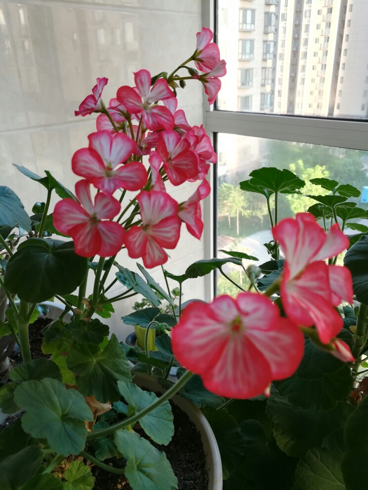 天竺葵棒棒糖