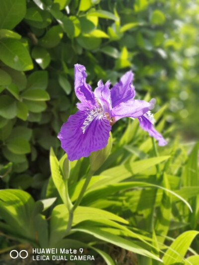 路边的野花