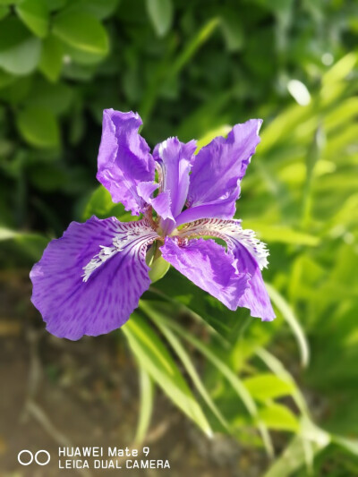 路边的野花