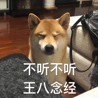 柴犬 萌犬 表情包