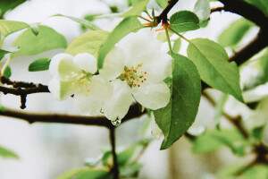 玉容寂寞泪阑干，梨花一枝春带雨。