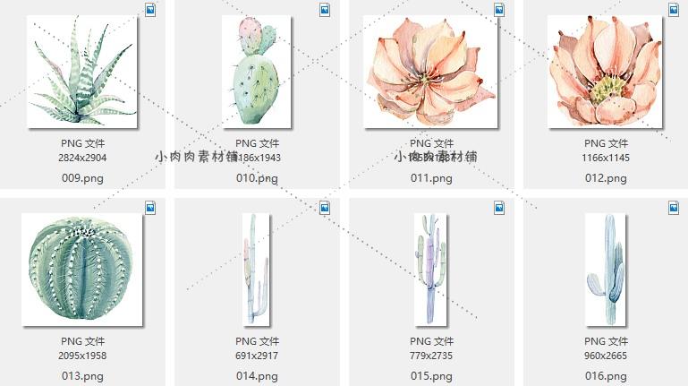 手绘多肉植物仙人掌盆栽芦荟花盆包装设计图案PNG免抠素材png187