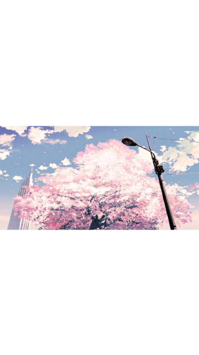 樱花 壁纸❤️