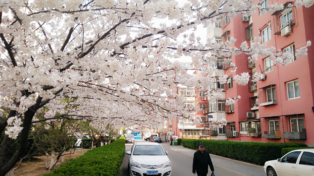 每到3.4月份，小区里的樱花都会如期开放，前几年都没赶上花期，今年终于赶上了