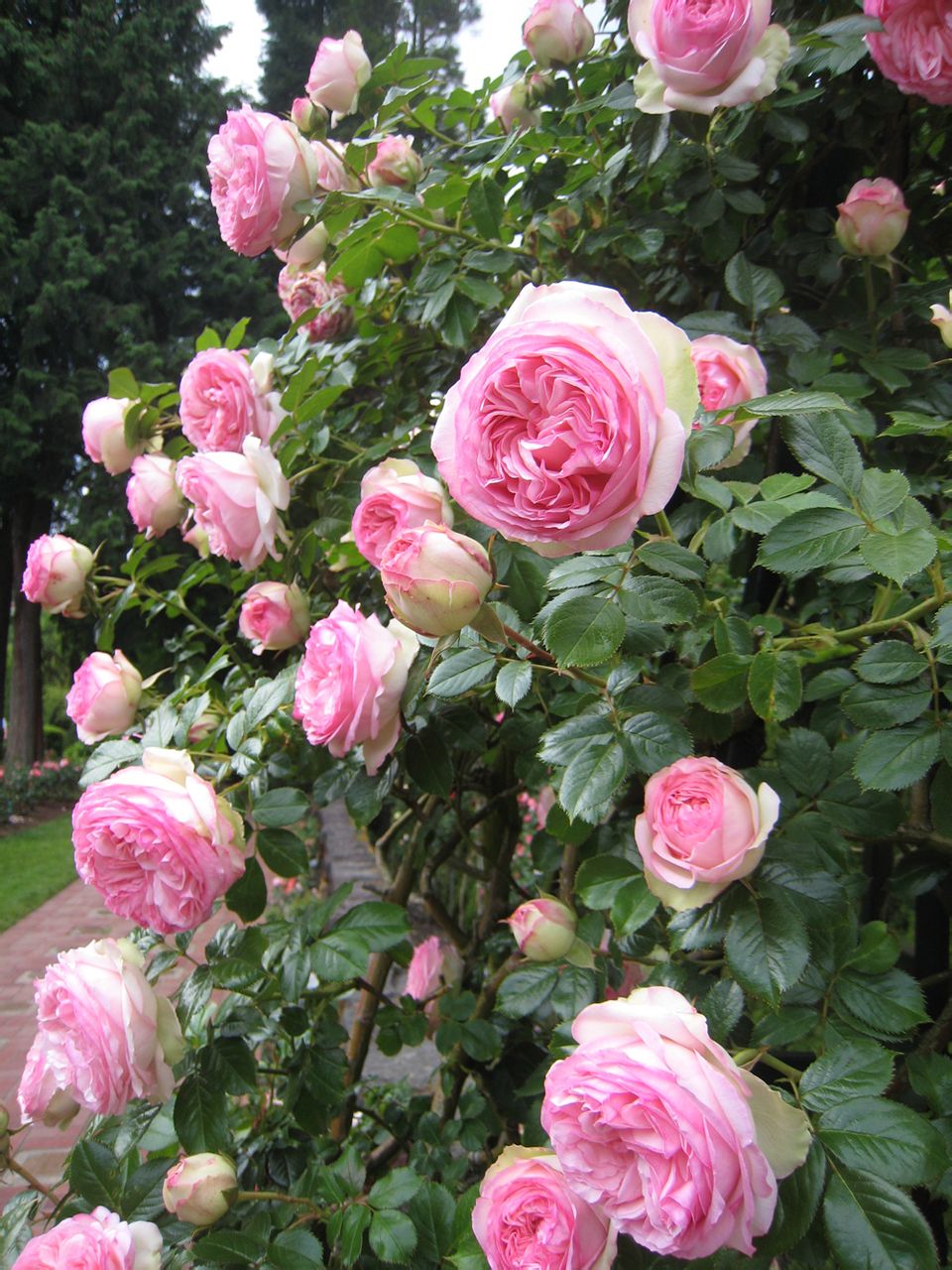 龙沙宝石（Rose Eden）是蔷薇属的一种植物，被世界的人民们所喜爱的龙沙宝石。以十六世纪被称为“蔷薇诗人”的Pierre de Ronsard的名字命名的。
