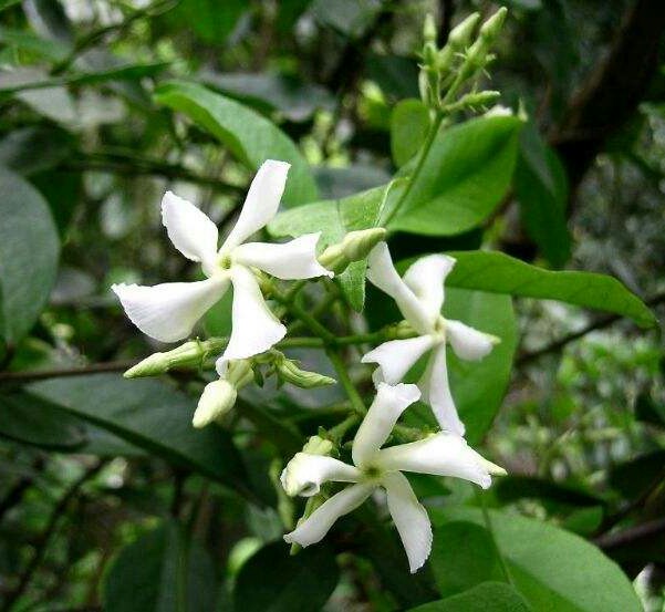 络石（Trachelospermum jasminoides (Lindl.) Lem.夹竹桃科常绿木质藤本，茎赤褐色，幼枝被黄色柔毛长，有气生根。