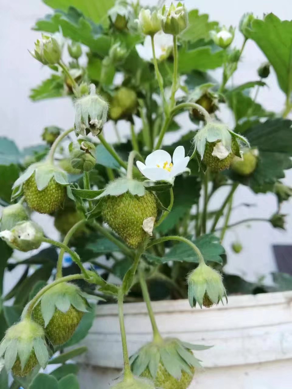 护眼 壁纸 背景 植物 文艺 小清新 草莓 花