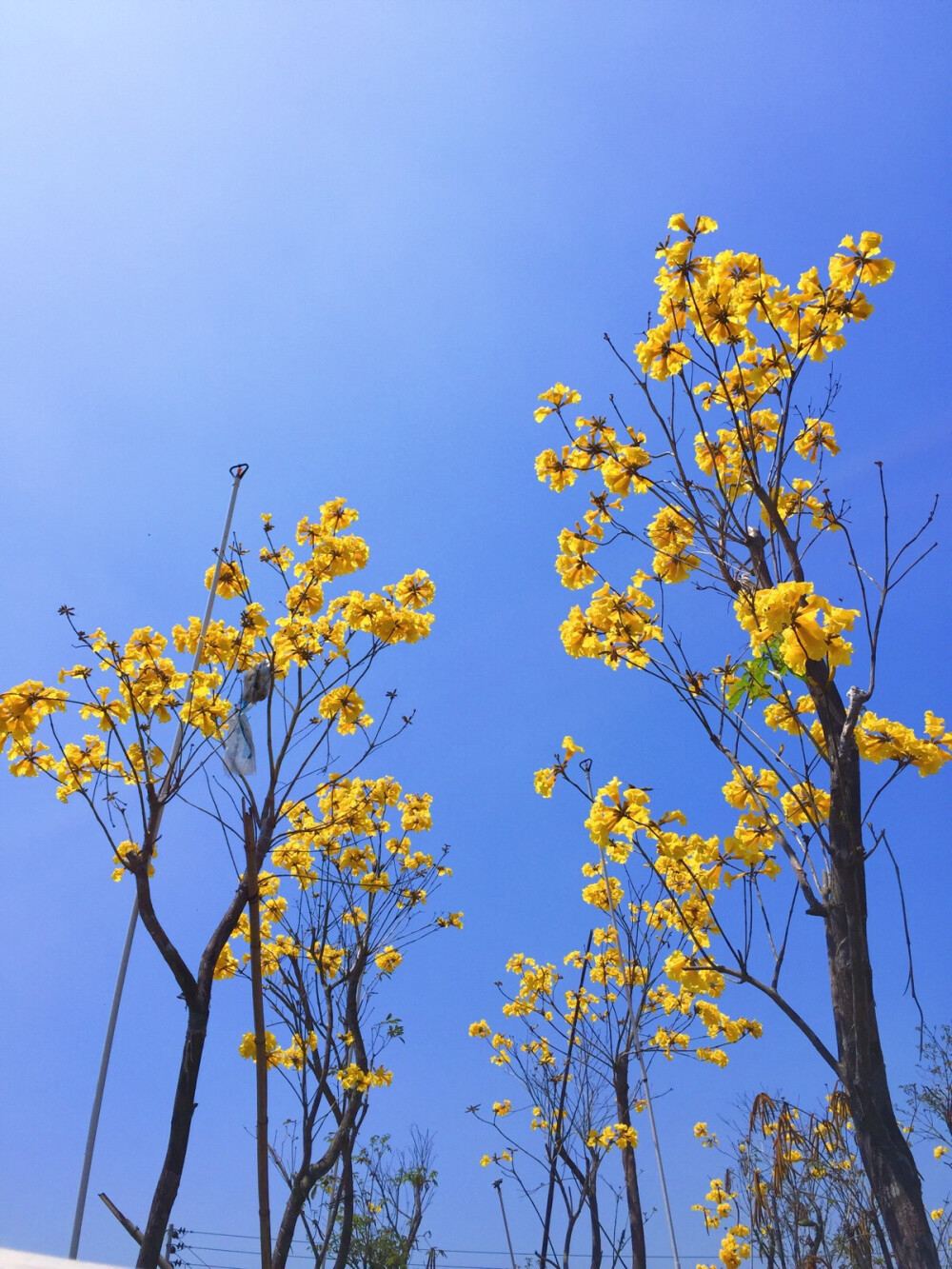 黄花风铃木