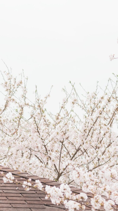 待落花时节，我陪你赏樱花如雪