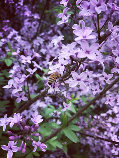 紫丁香，你说你最爱丁香花