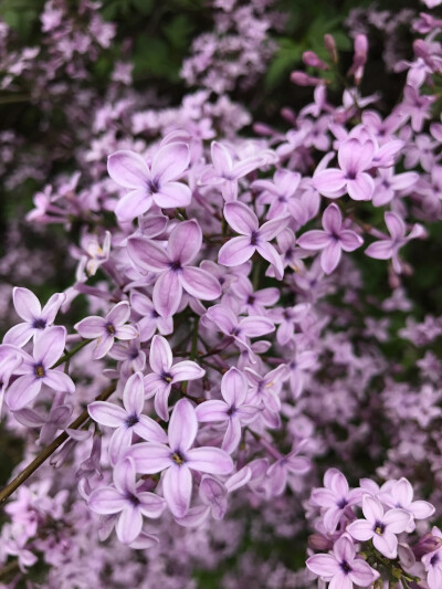 紫丁香，你说你最爱丁香花