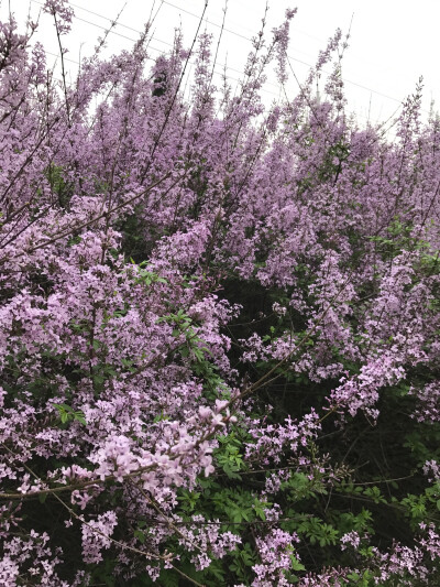 紫丁香，你说你最爱丁香花