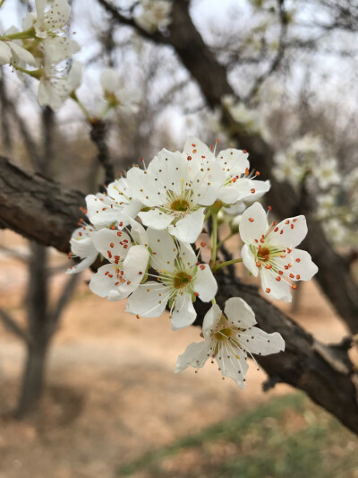 不知道是什么花❀