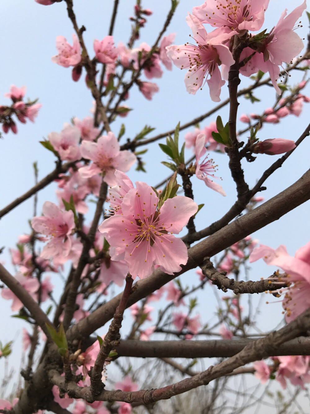 一树桃花开