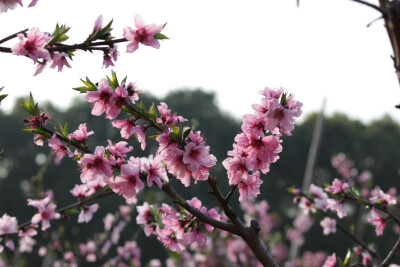 三月的桃花