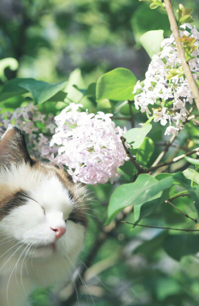 猫猫 郭斯特