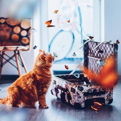 摄影师Kristina Makeeva 镜头下的可爱猫咪