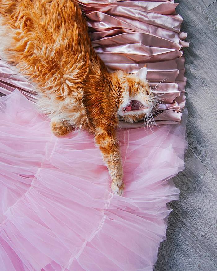 摄影师Kristina Makeeva 镜头下的可爱猫咪