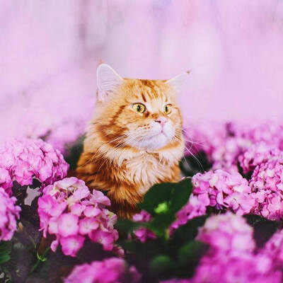 摄影师Kristina Makeeva 镜头下的可爱猫咪