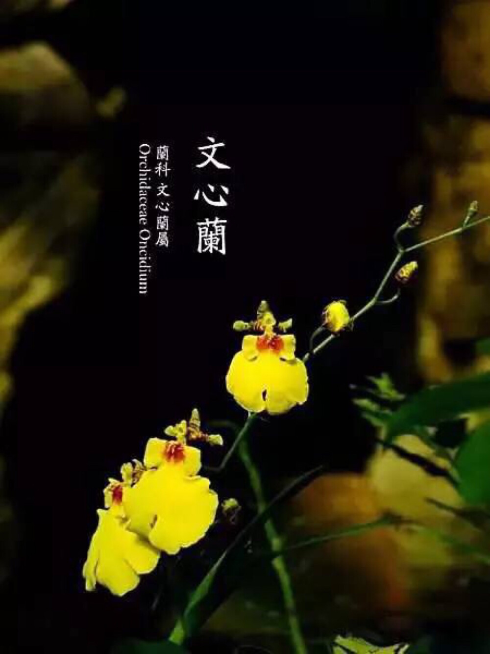 奇花异草