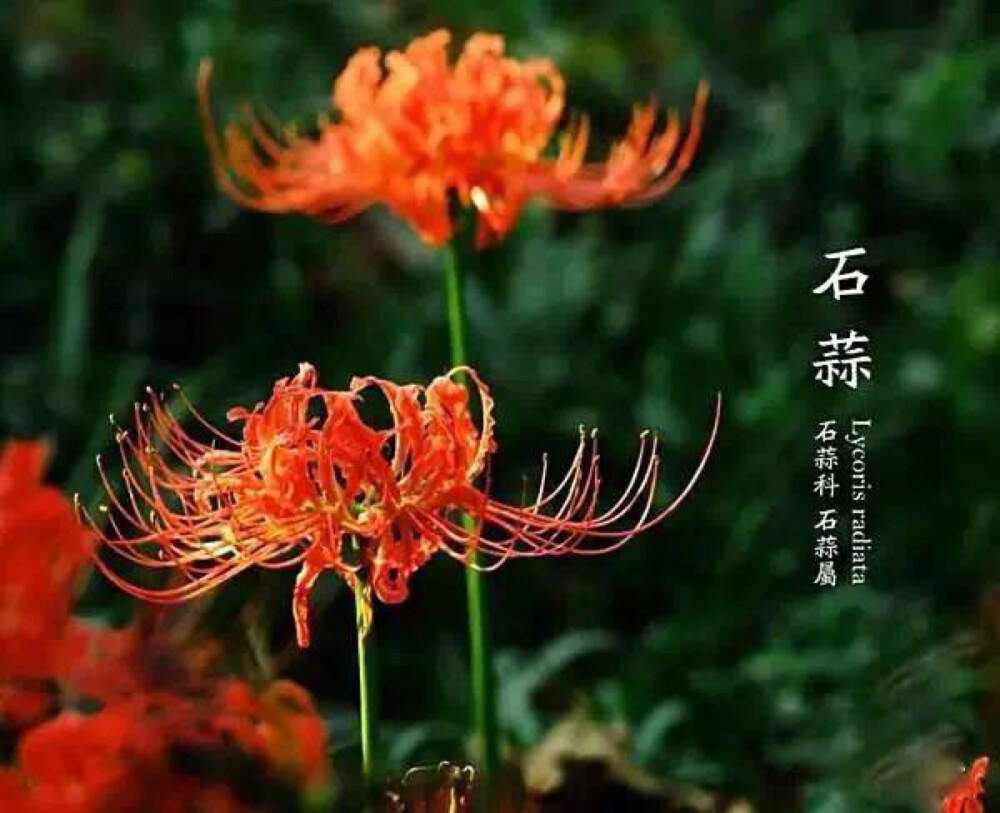 奇花异草