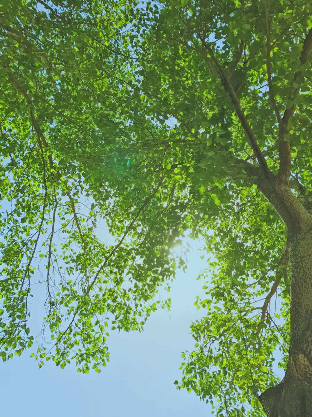 满目苍翠，还得滤镜