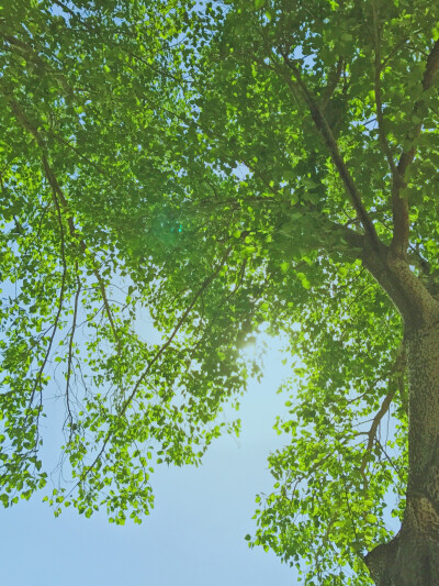 满目苍翠，还得滤镜