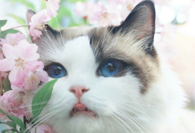 花猫