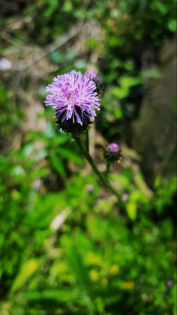 乡间邂景~