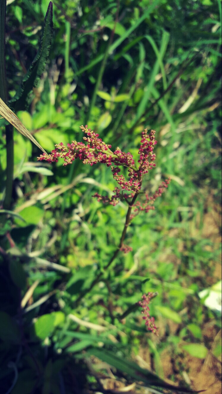 乡间邂景~