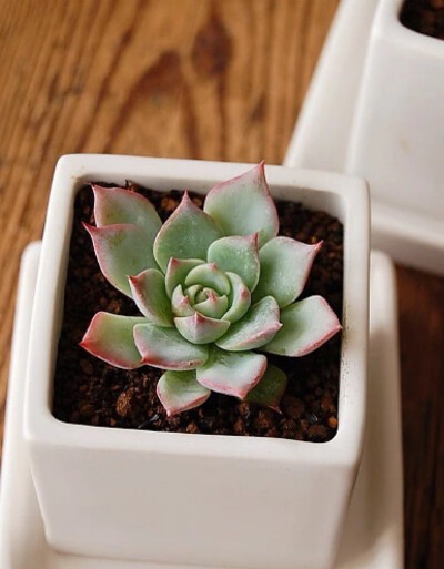 景天科拟石莲花属【吉娃娃】Echeveria chihuahuaensis 国内又称杨贵妃，夏天不能浇过多的水。其生长慢因而土壤不必含过多肥分。冬季较耐寒。早春是该种最美丽的季节，也是繁殖的好时机，将壮实叶取下平放，很快生根…