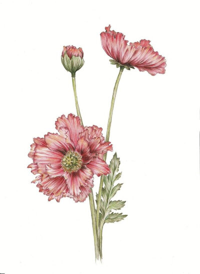 花