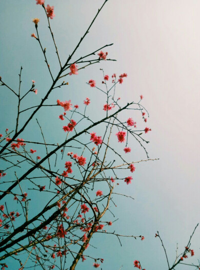 樱花 风景 旅行 树 自然 天空 