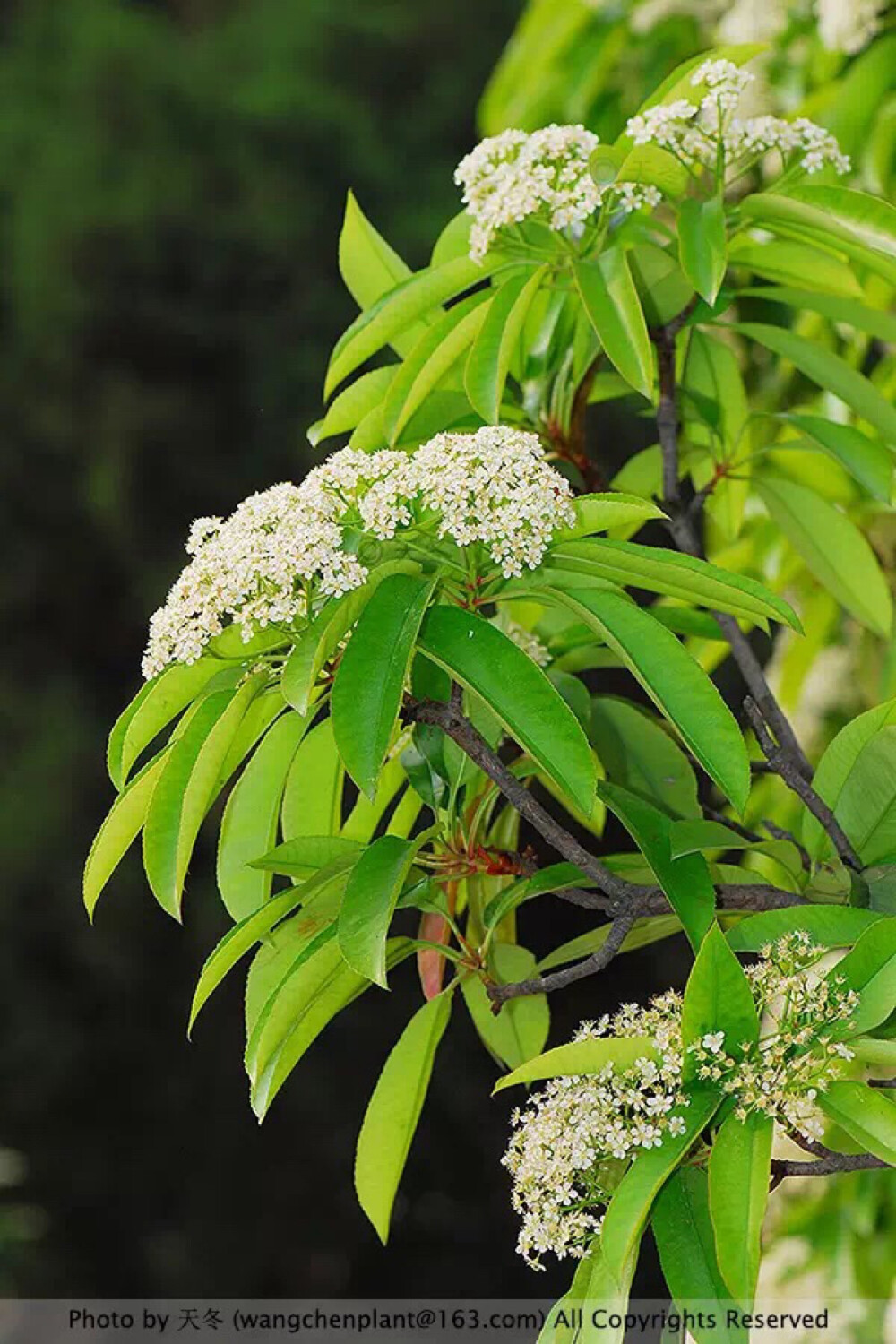 石楠拉丁学名 photinia serratifolia石楠树冠圆形,叶丛浓密,花密生