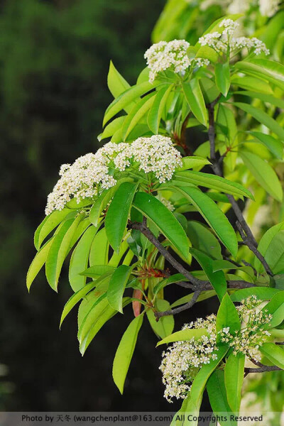 石楠
拉丁学名 Photinia serratifolia
石楠树冠圆形，叶丛浓密，花密生，颇耐观赏，故而常见栽种。